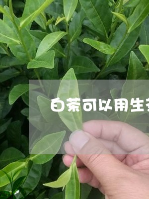 白茶可以用生茶壶泡吗/2023100593936