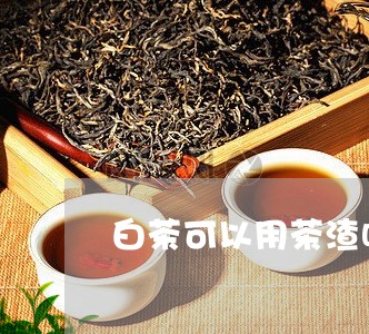 白茶可以用茶渣吗/2023080106271