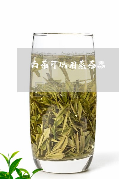 白茶可以用蒸茶器/2023080196067