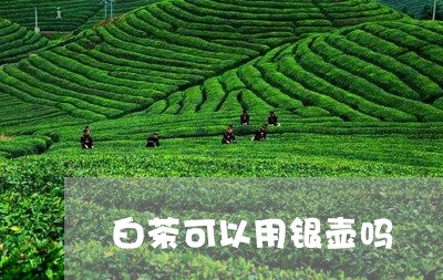 白茶可以用银壶吗/2023080155825