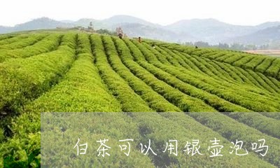 白茶可以用银壶泡吗/2023072398361