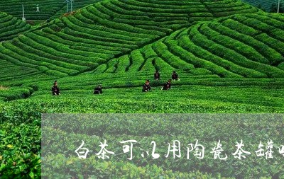 白茶可以用陶瓷茶罐吗/2023100516140