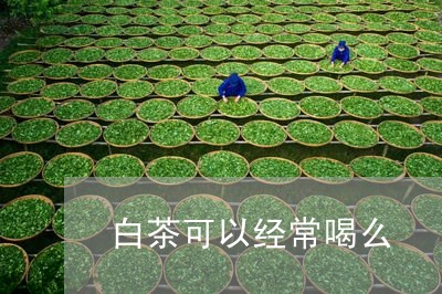 白茶可以经常喝么/2023080195957