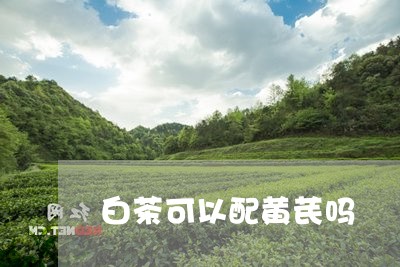 白茶可以配黄芪吗/2023080150724