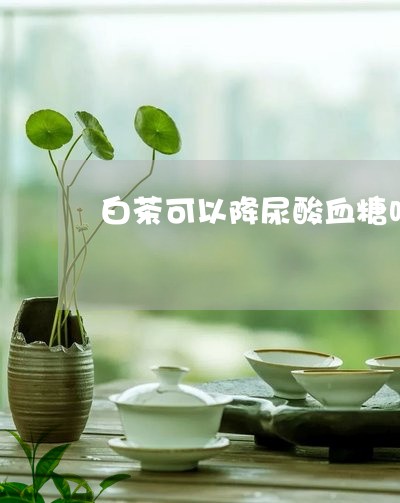 白茶可以降尿酸血糖吗/2023100552504