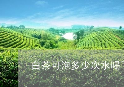 白茶可泡多少次水喝了一天/2023110618482