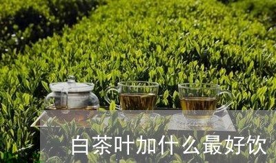 白茶叶加什么最好饮/2023072268704