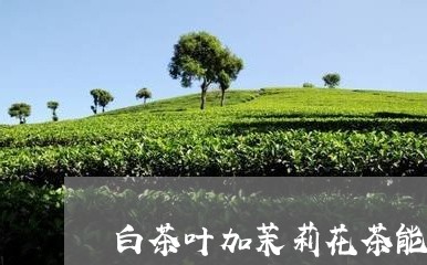 白茶叶加茉莉花茶能减肥吗/2023110654040