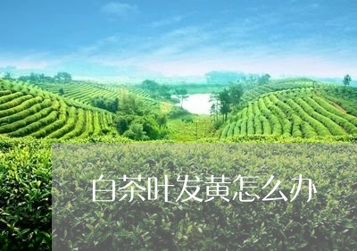 白茶叶发黄怎么办/2023080139493