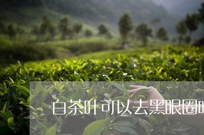 白茶叶可以去黑眼圈吗/2023100555480