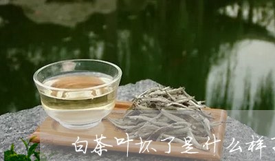 白茶叶坏了是什么样子/2023100546138