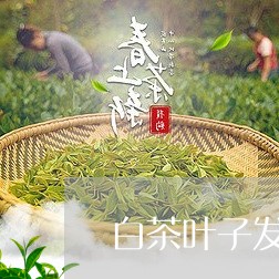 白茶叶子发黄怎么补救/2023100558482