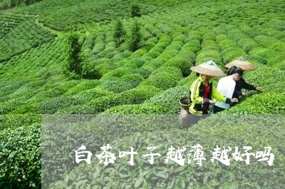 白茶叶子越薄越好吗/2023072286257