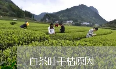 白茶叶干枯原因/2023060468573