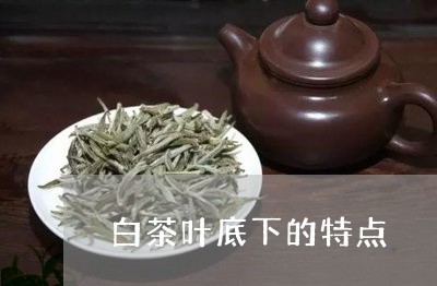 白茶叶底下的特点/2023080125839