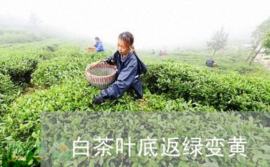 白茶叶底返绿变黄/2023080103926