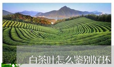 白茶叶怎么鉴别好坏/2023072243626