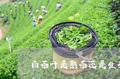 白茶叶是熟茶还是生茶/2023100517269