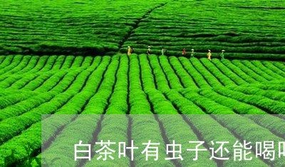 白茶叶有虫子还能喝吗/2023100511585