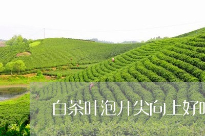 白茶叶泡开尖向上好吗/2023100530927