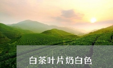 白茶叶片奶白色/2023060414927