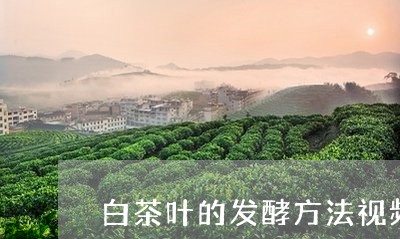 白茶叶的发酵方法视频/2023100569393