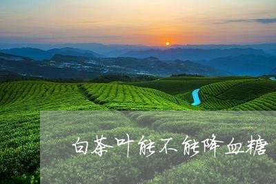 白茶叶能不能降血糖/2023072269682