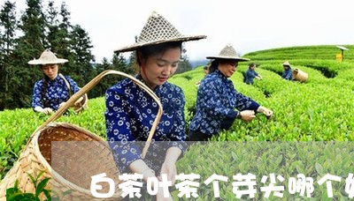 白茶叶茶个芽尖哪个好/2023100534826