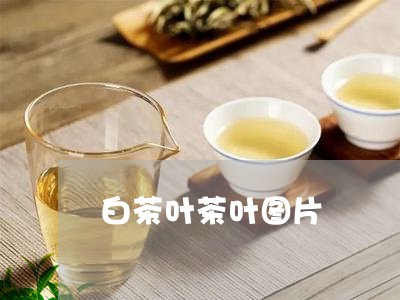 白茶叶茶叶图片/2023060421371