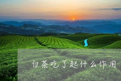 白茶吃了起什么作用/2023072395159