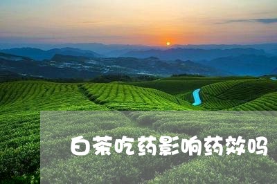 白茶吃药影响药效吗/2023072305948