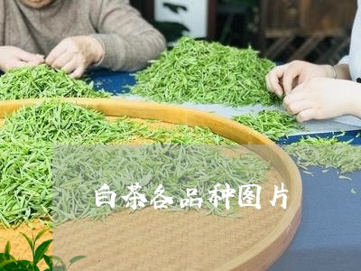 白茶各品种图片/2023060566158