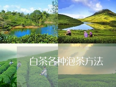 白茶各种泡茶方法/2023080152604