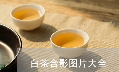 白茶合影图片大全/2023080287160