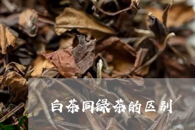 白茶同绿茶的区别/2023080241803