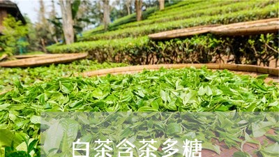 白茶含茶多糖/2023051948683