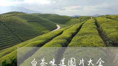 白茶味道图片大全/2023080216370