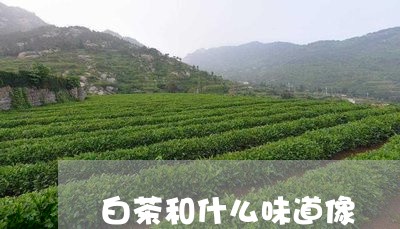 白茶和什么味道像/2023080227392