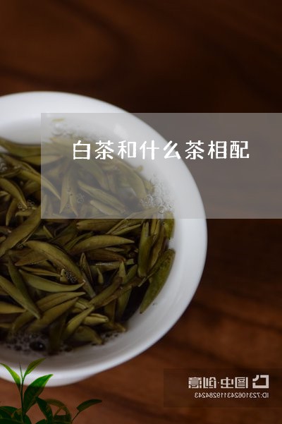 白茶和什么茶相配/2023080298379