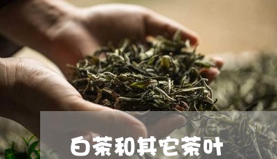 白茶和其它茶叶/2023060426157