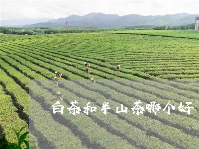 白茶和半山茶哪个好/2023072342726