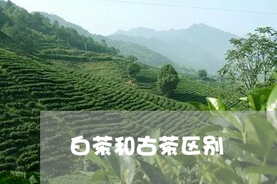 白茶和古茶区别/2023060414948