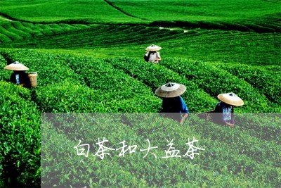 白茶和大益茶/2023051935858