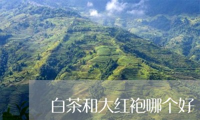 白茶和大红袍哪个好/2023072250503