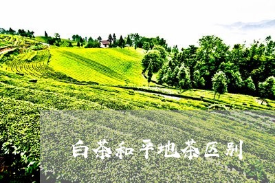 白茶和平地茶区别/2023080273037