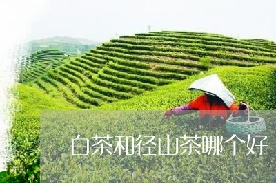 白茶和径山茶哪个好/2023072239302