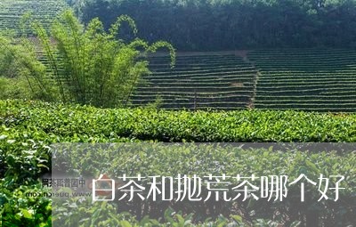 白茶和抛荒茶哪个好/2023072272646