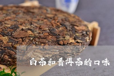 白茶和普洱茶的口味/2023120680605