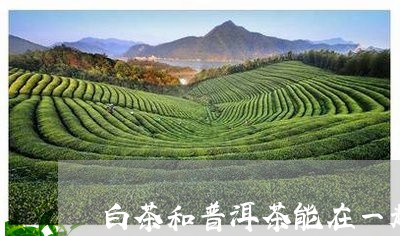 白茶和普洱茶能在一起/2023092609580