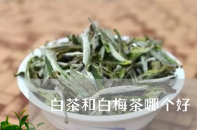 白茶和白梅茶哪个好/2023062961483